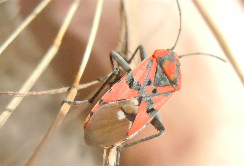 Lygaeidae: Spilostethus pandurus della Campania (NA)